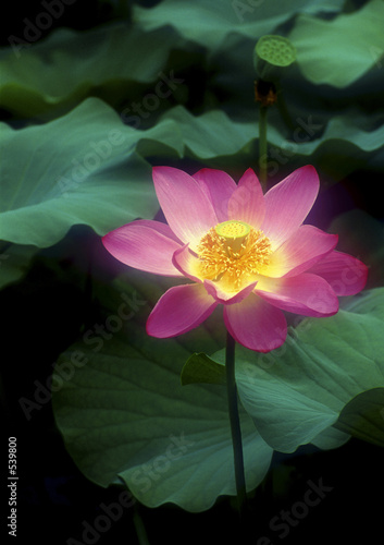 lotus