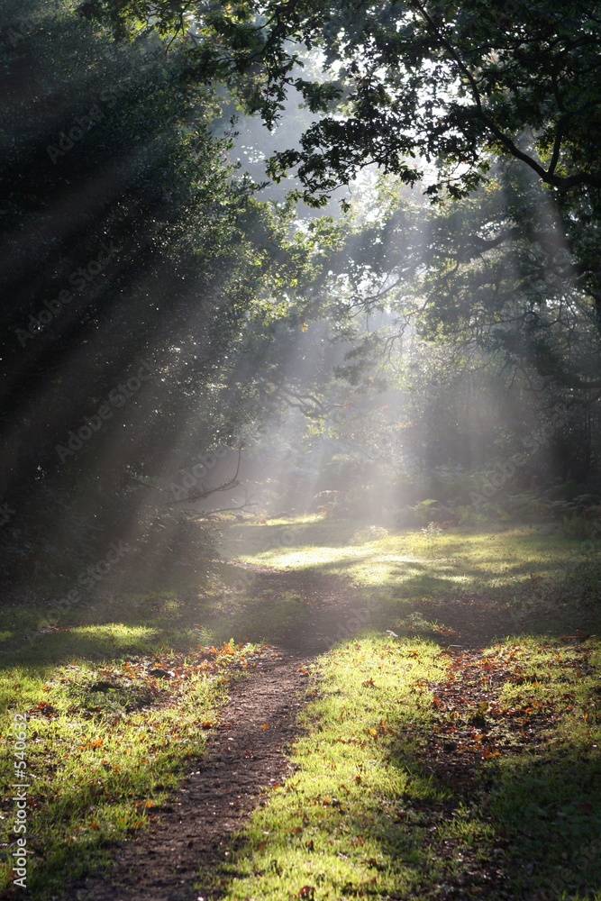 forest glade forest glade