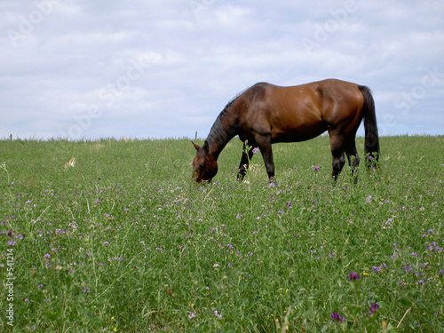 cheval dans champ fleuri