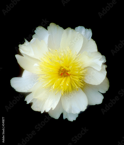 peony