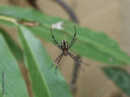 tropical spider