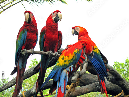 parrots