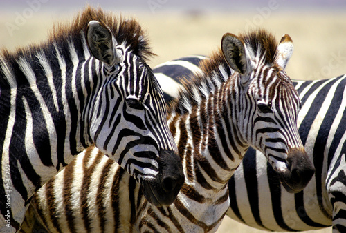 Fototapeta Naklejka Na Ścianę i Meble -  zebra foals