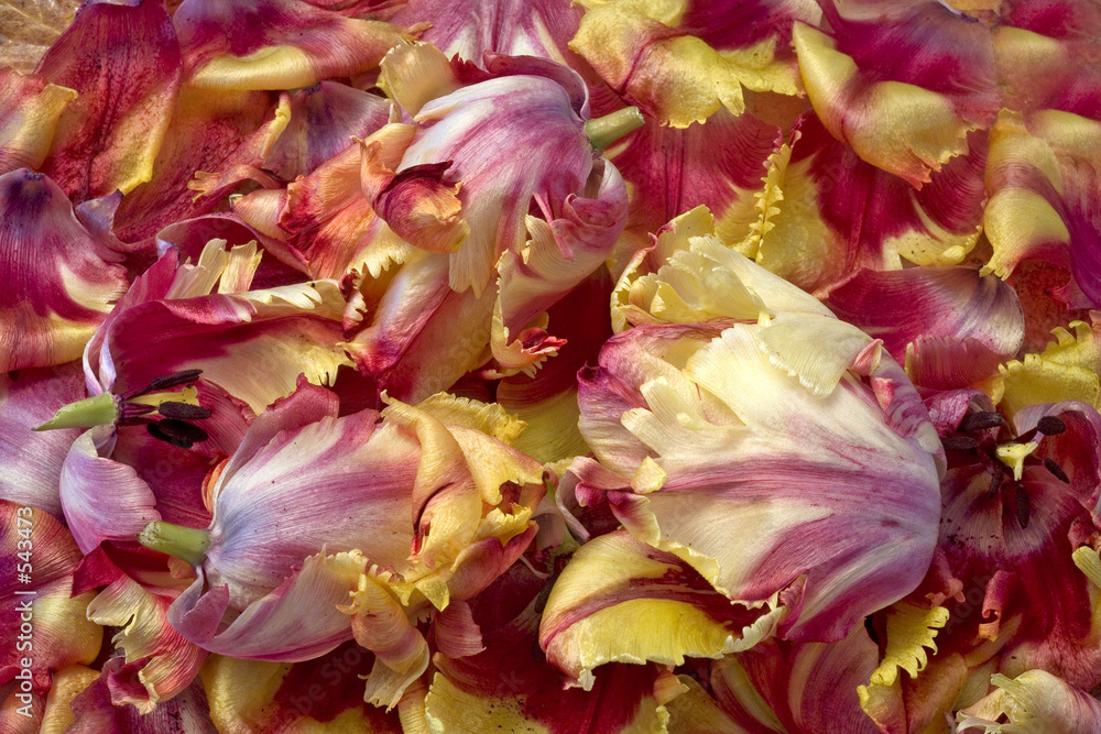 Obraz premium tulipes