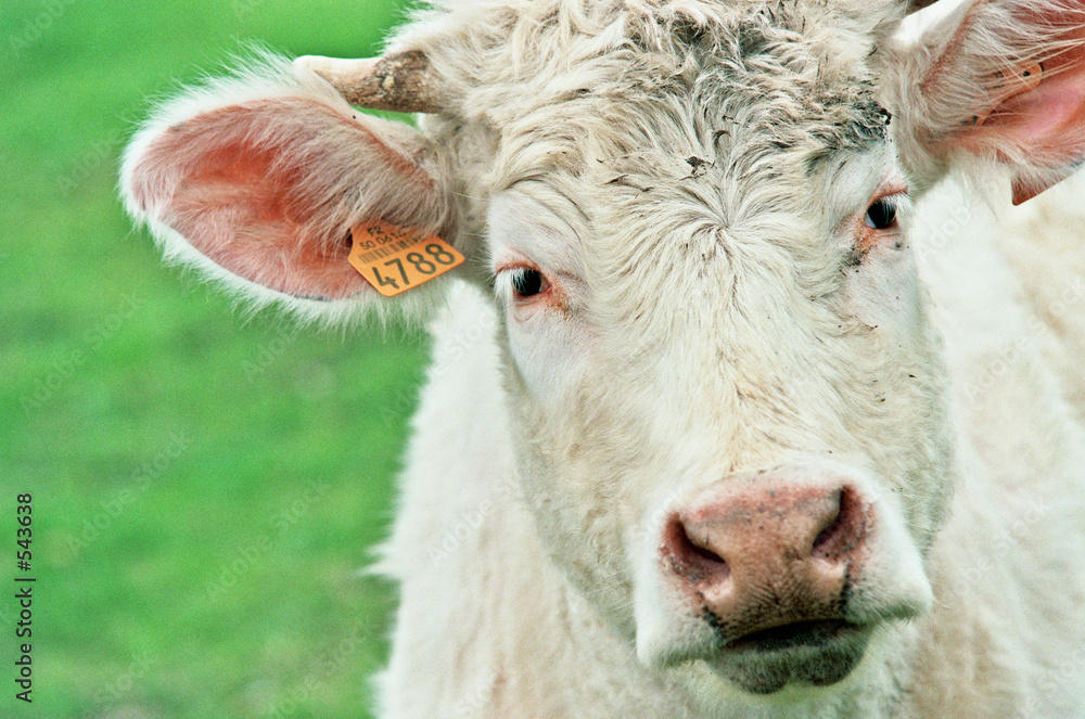 regard de vache1 regard de vache1