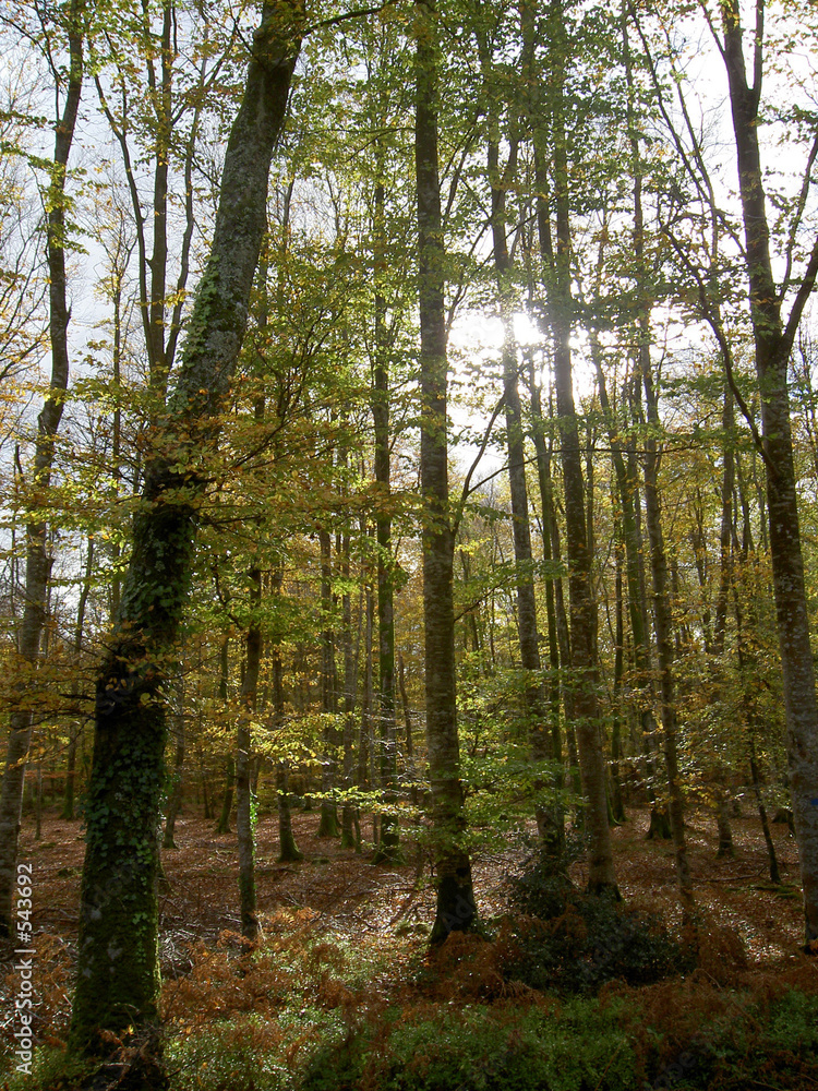 Fototapeta premium forêt