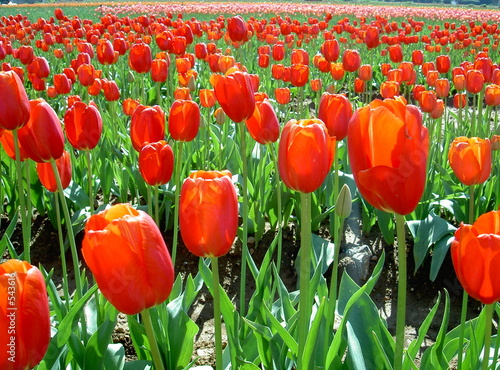 champ de fleurs tulipes rouges