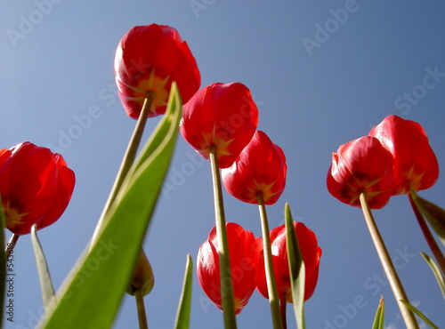 fleurs en contre plongee tulipes rouges de carquei