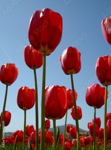 tulipes de carqueiranne dans le var