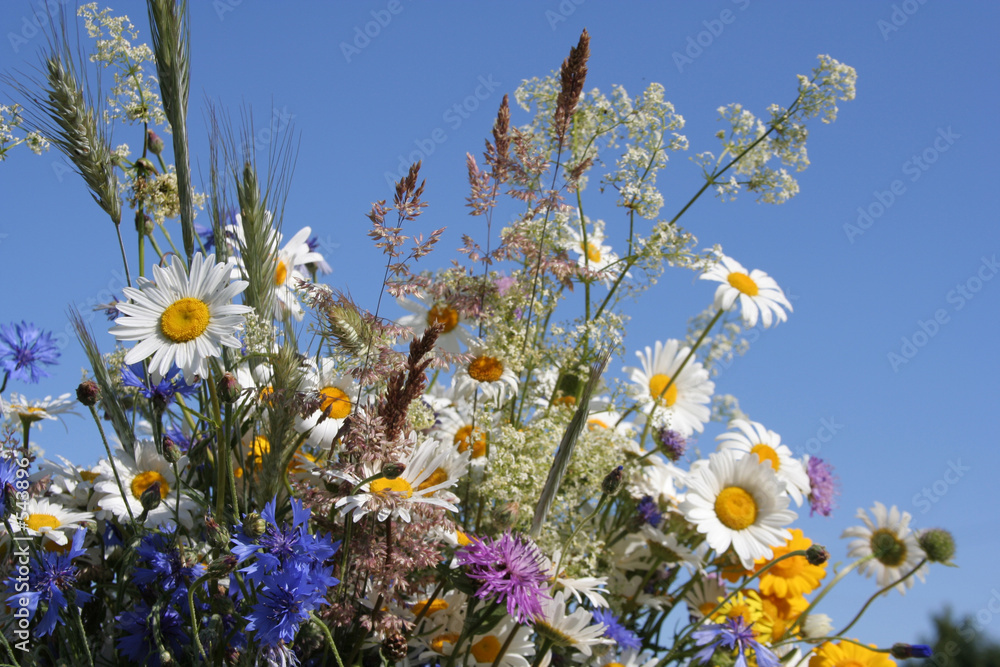 Obraz premium flowers of the field