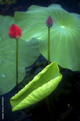 lotus