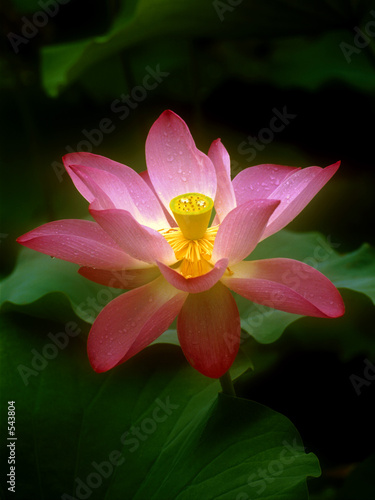 lotus