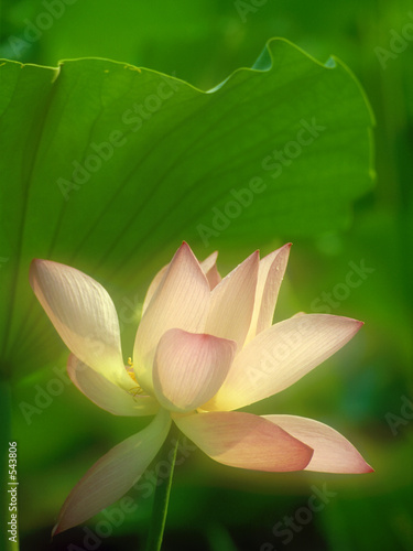 lotus