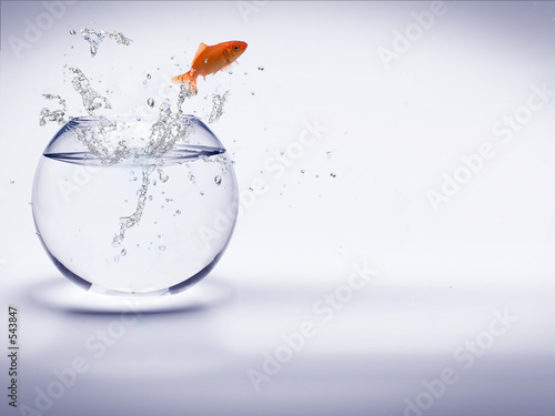 poisson rouge sautant d'un aquarium