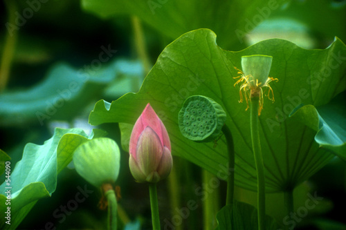 lotus