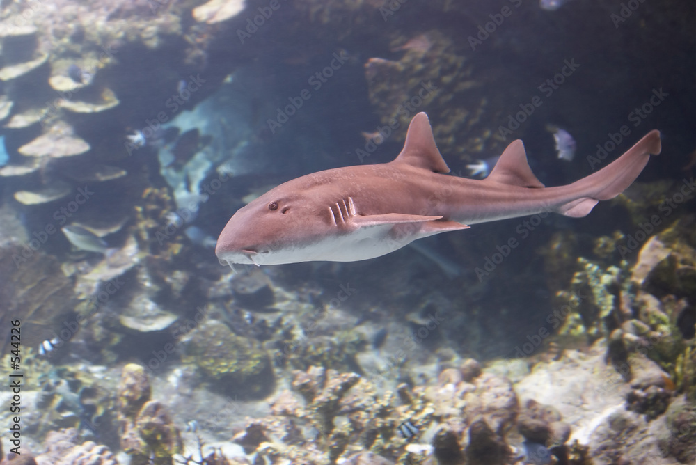 Fototapeta premium carpetshark