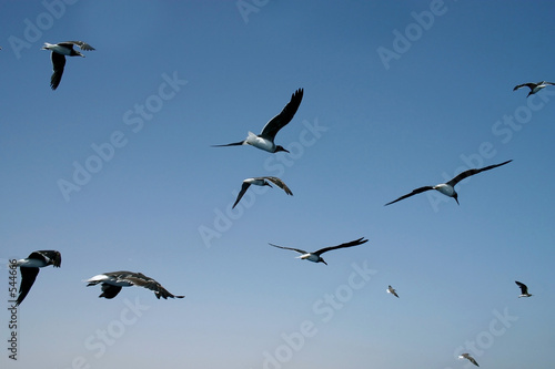 seagulls in the sky © Kirill Zdorov