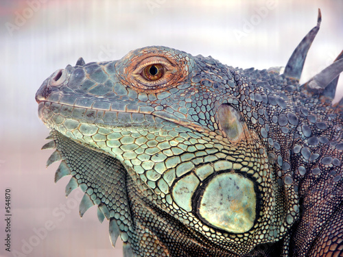 leguan