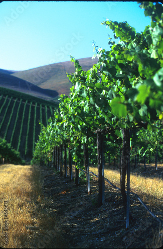 grapes for ever