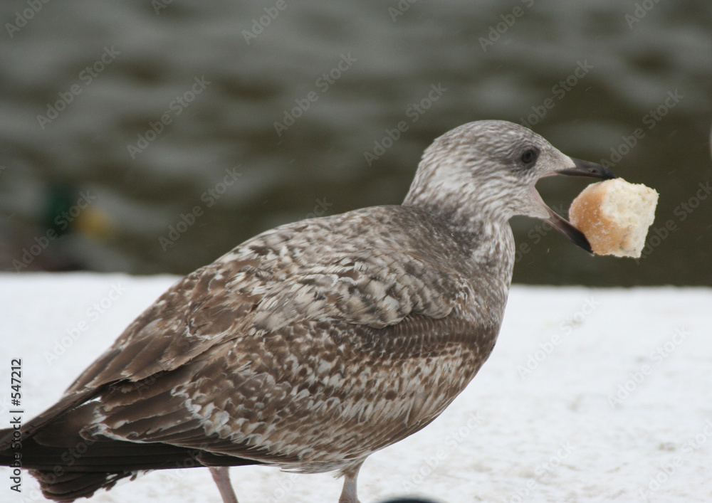 bird bird
