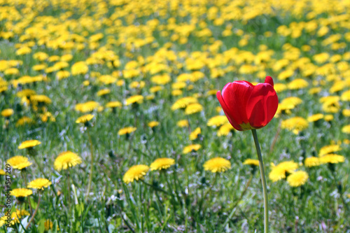 tulip and dandelions