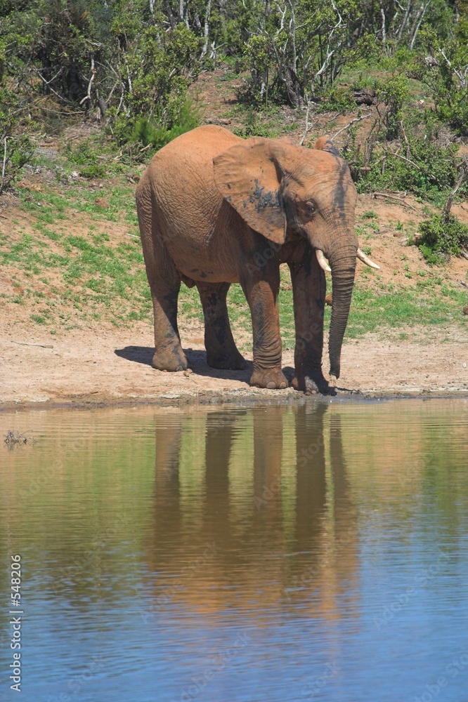 Fototapeta premium elephant reflection