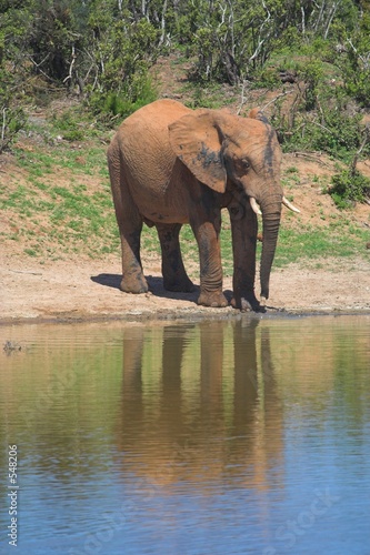 elephant reflection