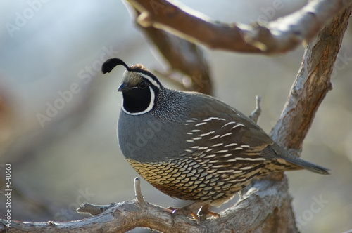 Fotografie, Obraz quail sitting on the tree