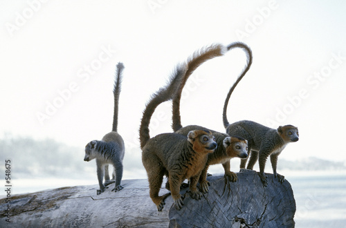 Fototapeta Naklejka Na Ścianę i Meble -  groupe de lemuriens