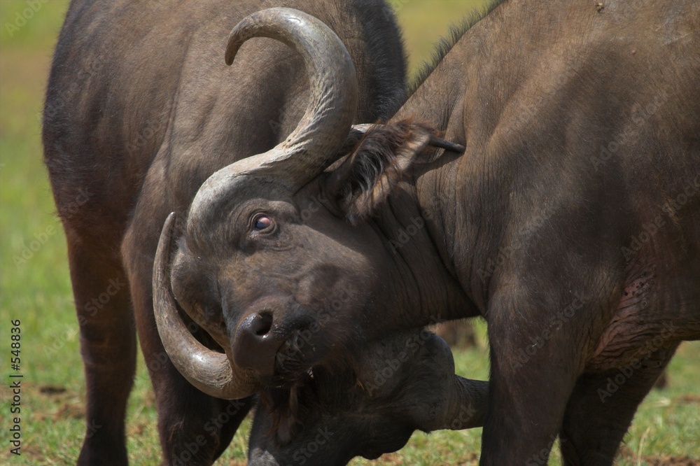 Obraz premium locking horns