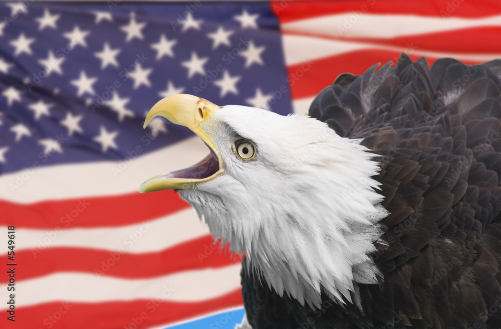 Obraz na plátně eagle composite