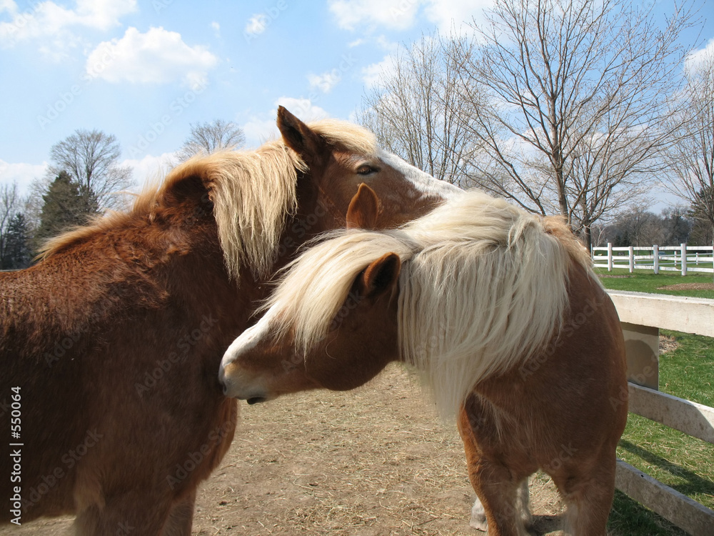 Slika na platnu horses