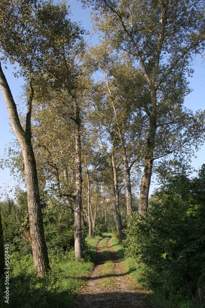 Fototapeta premium der weg 3