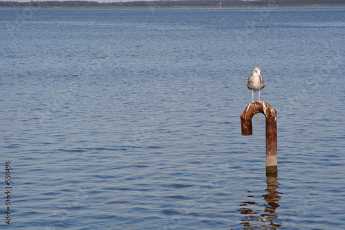 Fotografi tern
