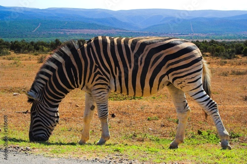 zebra