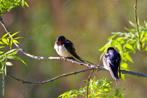 hirondelle photo