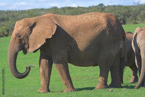 female elephant