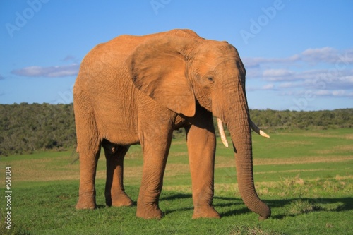 african elephant