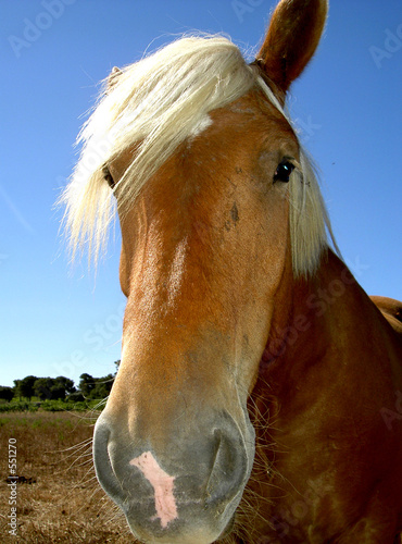 tete de cheval