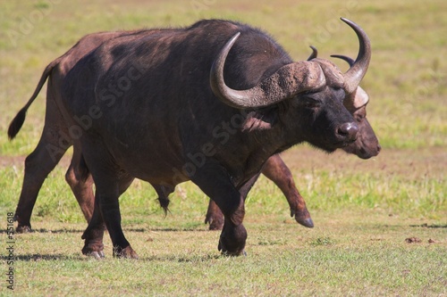 running buffalo