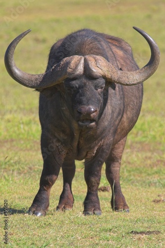 cape buffalo © Chris Fourie