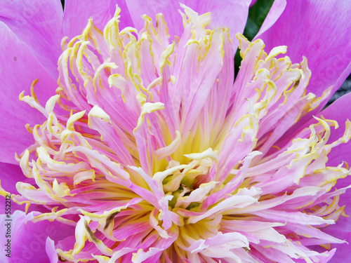 flower14041406