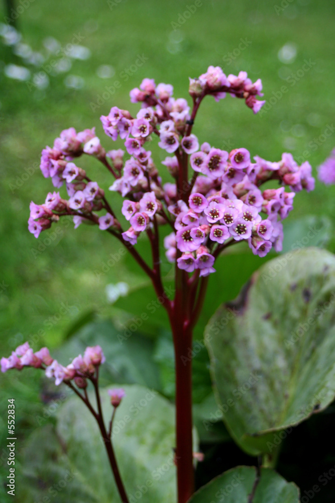 pink flower pink flower