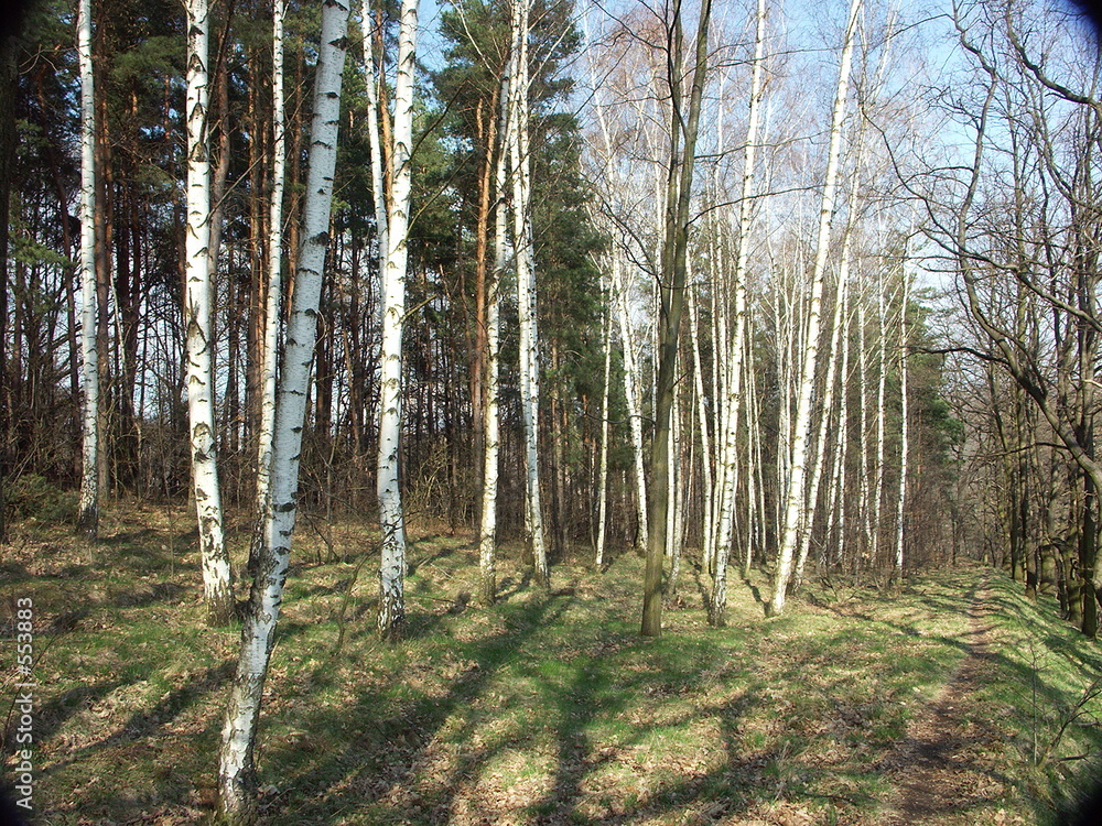 birken-wäldchen birken-wäldchen