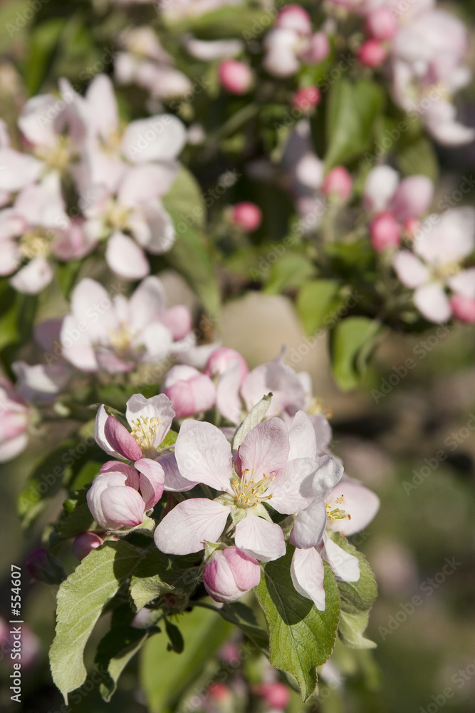 pommiers en fleurs pommiers en fleurs