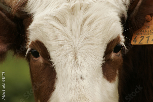 portrait d'une jeune vache abondance