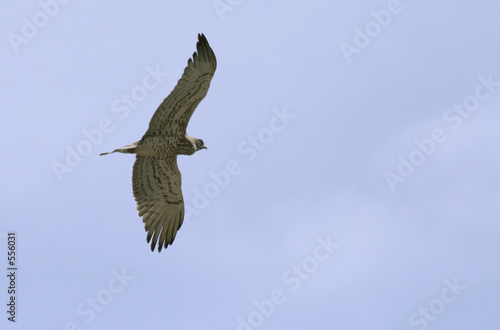 circaète jean-le-blanc circaetus gallicus