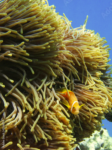 anemona and clown fish