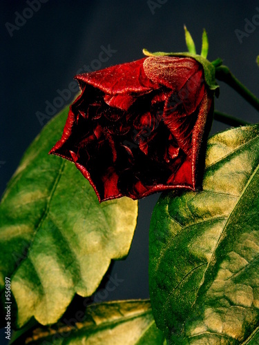 chinesenrose