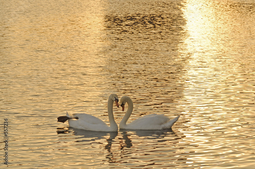 swans at sunset